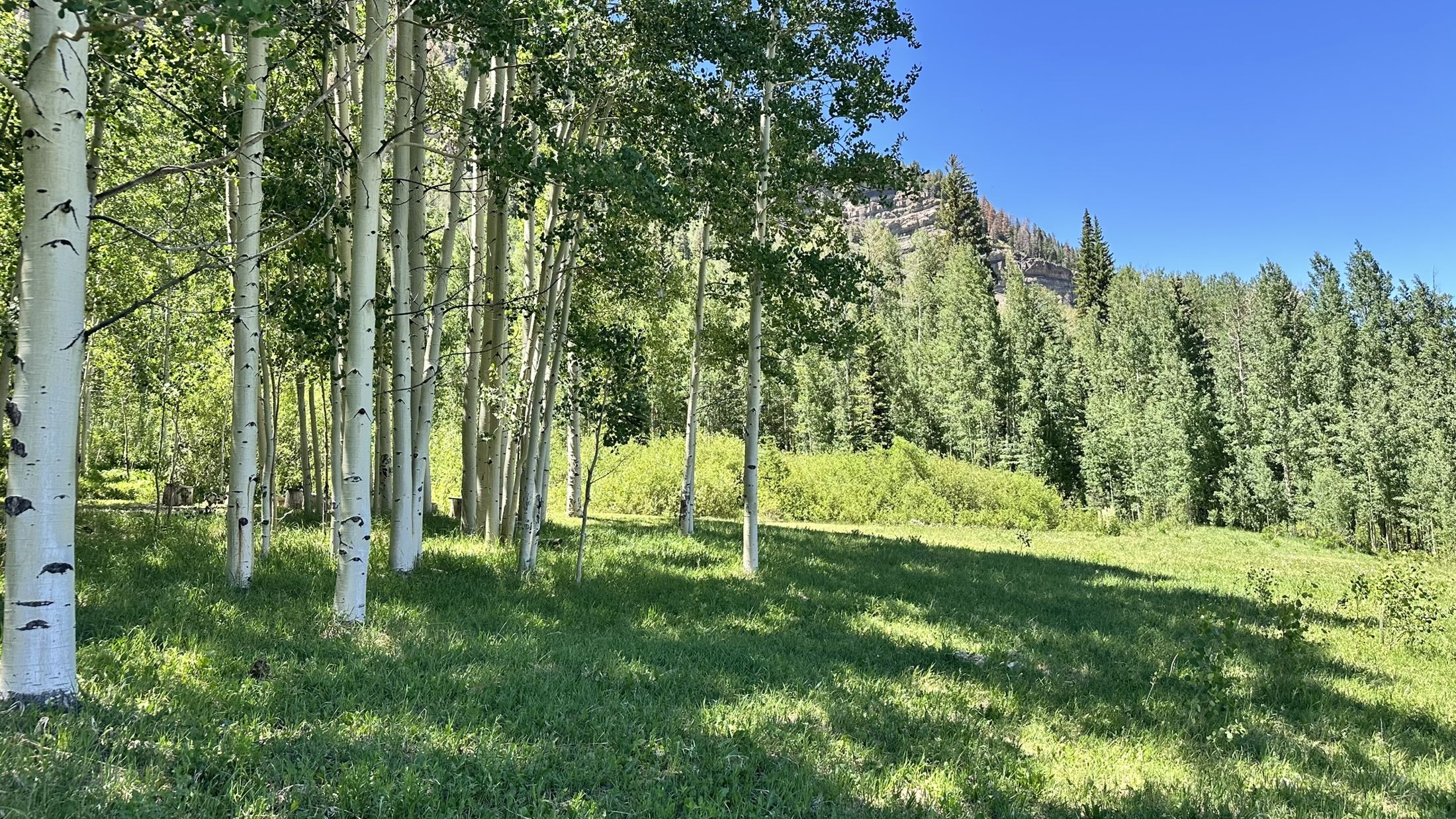 Aspen grove on the property